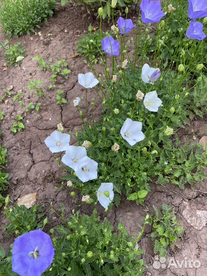 Колокольчик карпатский