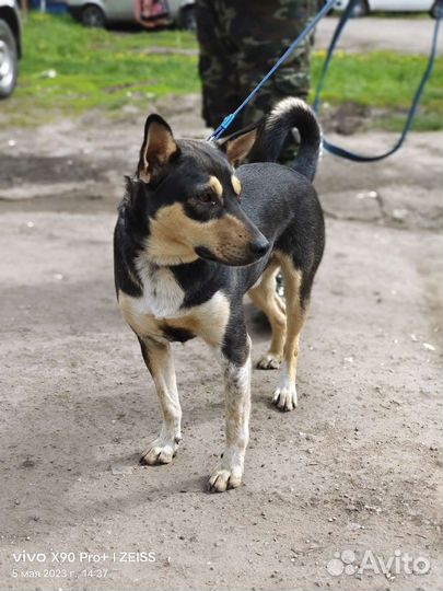 Лучший пес в мире ищет дом