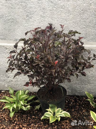 Саженцы пузыреплодник