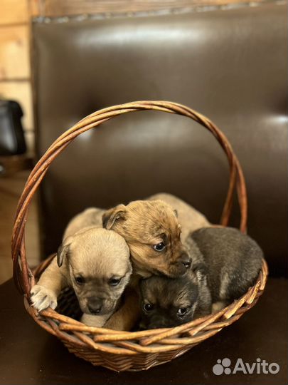 Щенки