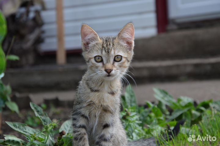 Котята отдам бесплатно