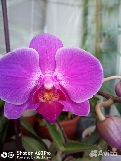 Орхидея фаленопсис