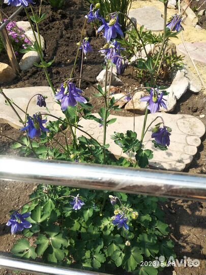 Рассада виктории в стакане