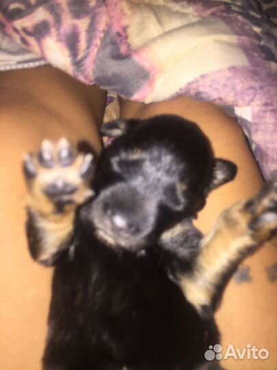 Щенок ротвейлера