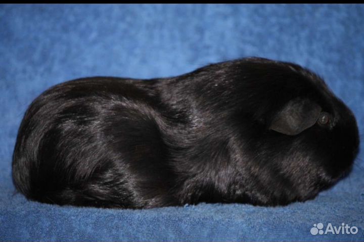 Морские свинки чёрные английские селфы