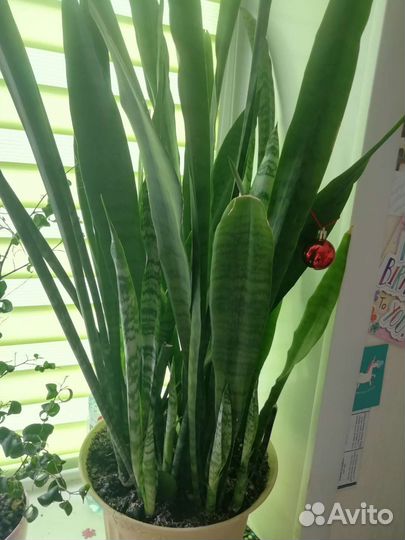 Сансевиерия щучий хвост