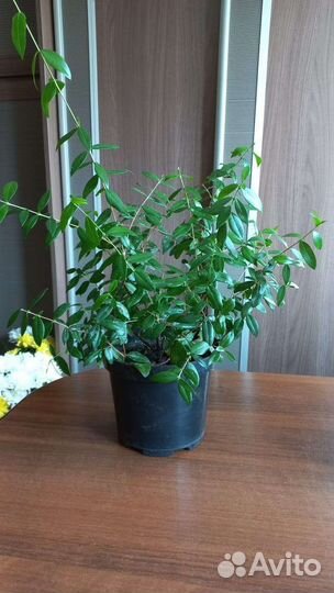 Мирт 2 вида (широколистный и мелколистный)