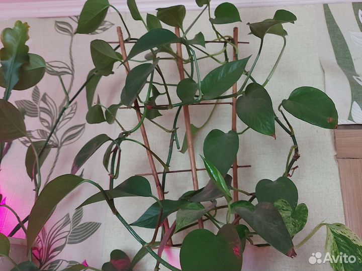 Сциндапсус