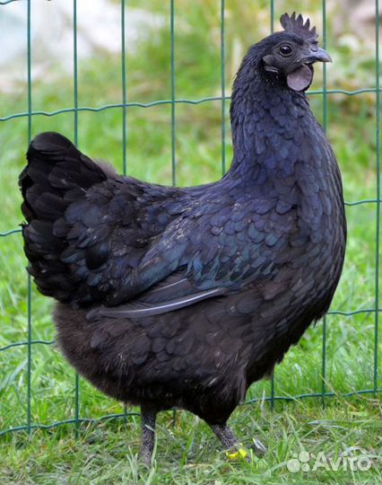 Яйцо инкубационное Ухейилюй