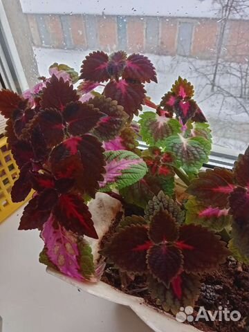 Колеусы вегетативные