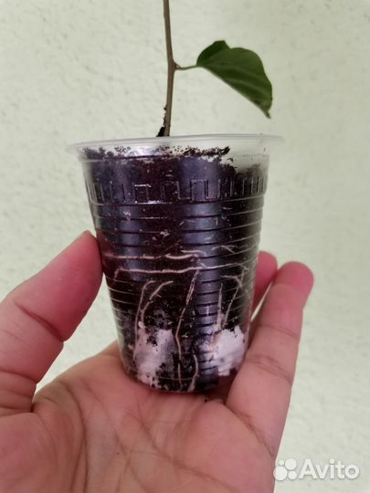 Бугенвиллия Mrs Alise