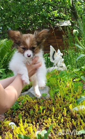 Щенки Папийона (миники)