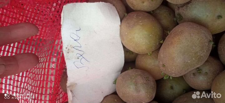 Семенной картофель (сортовой, элита)