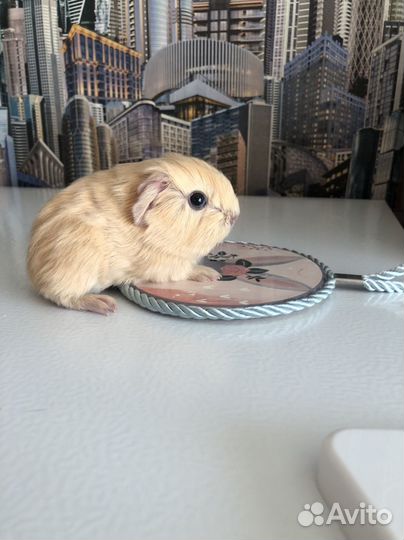 Морские свинки