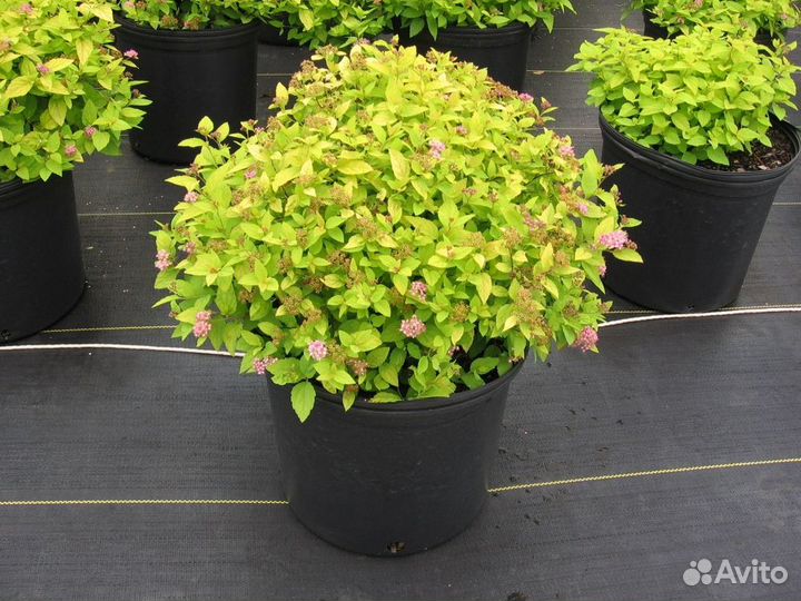 Спирея японская Goldmound