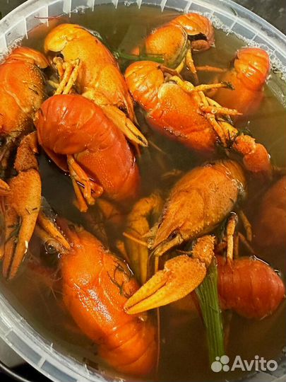 Раки варёные и живые доставка