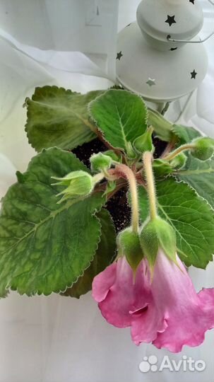 Глоксиния цветущая (с горшком)