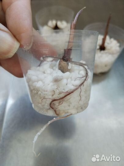 Алоказия Полли детки