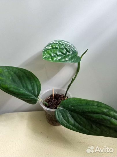 Филодендрон, Кротон, Монстера