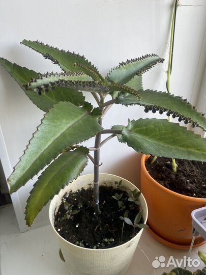 Сингониум, кротон, спатифилум, аглонема