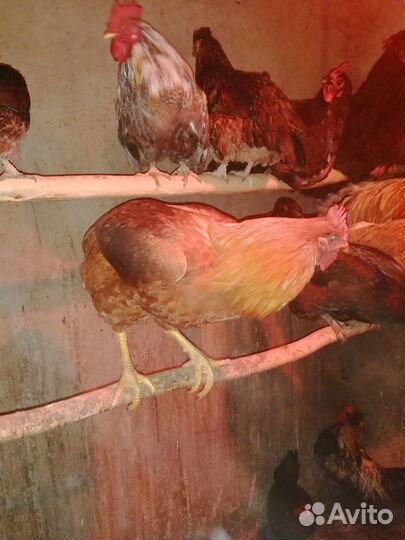 Продам петухов 