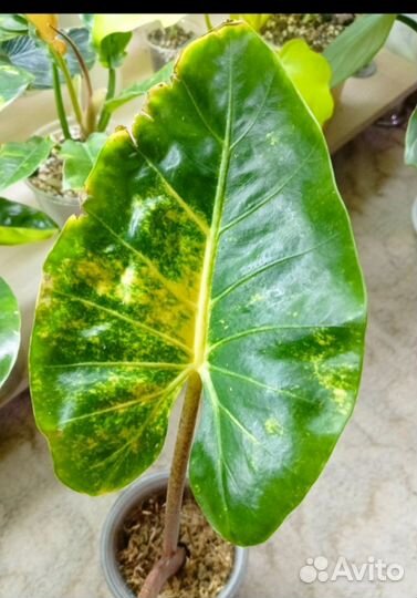Алоказия Нью Гвинея Голд