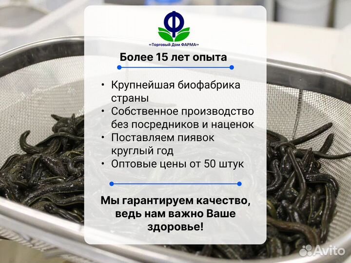 Пиявки для гирудотерапии. Сертифицированные