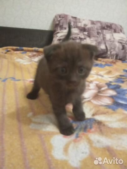 Шотландская