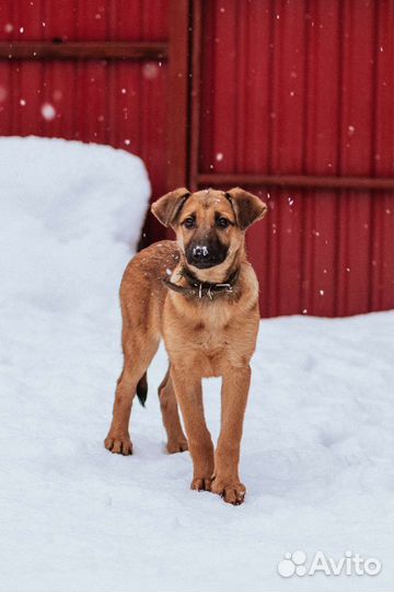 Щенок в добрые руки