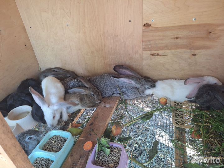 Кролики мясных пород