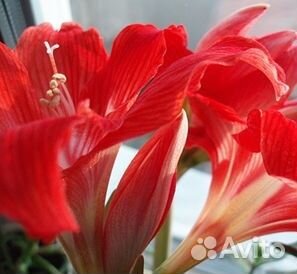 Амарилис, Орхидея. Замиокулькас
