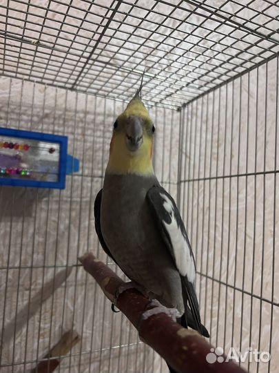 Попугай корелла