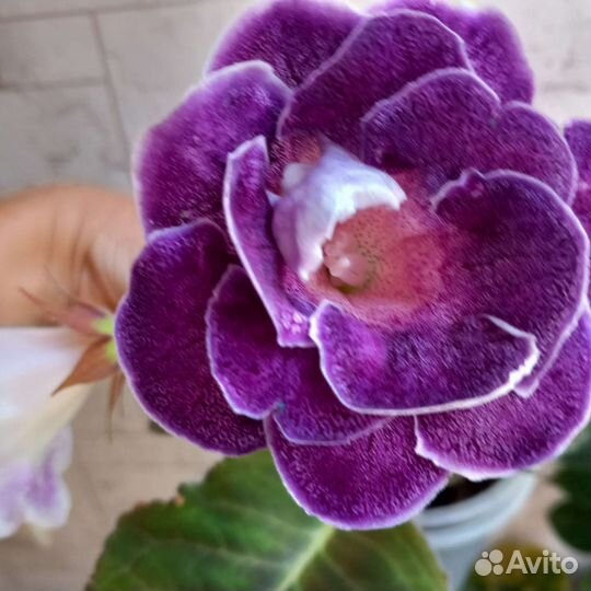 Глоксиния махровая