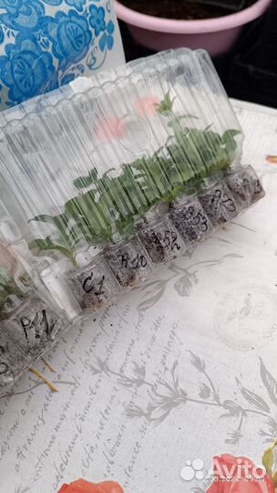 Черенки вегетативной петунии