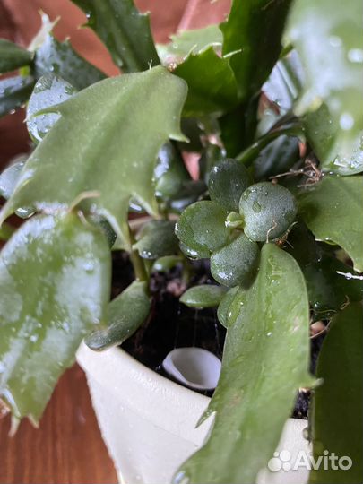 Декабрист+денежное дерево+хлорофитум