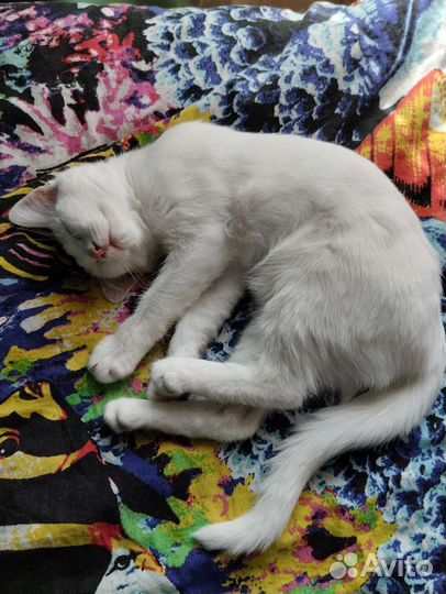 Белая кошечка