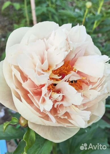 Постелеганс