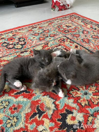 Отдам в добрые руки котят