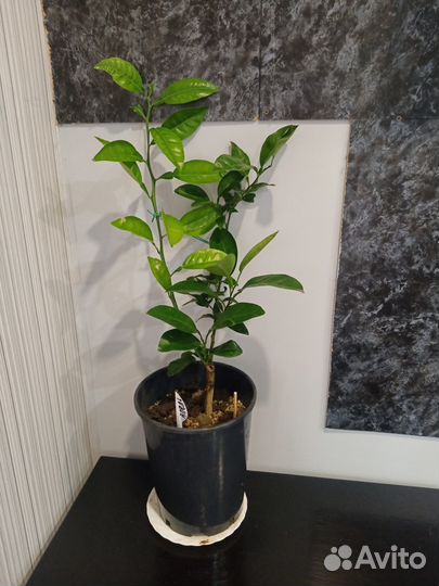 Апельсиновые саженцы /домашние деревья