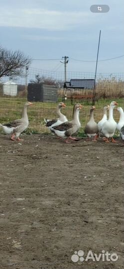 Гуси крупные
