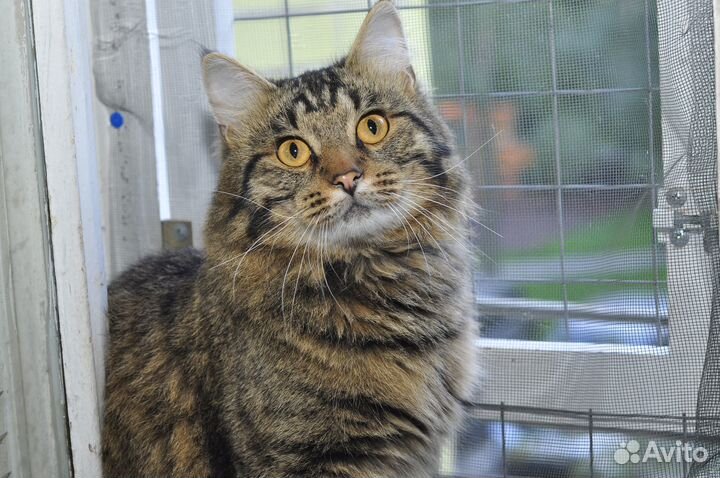 Молодой котик Тимошка ищет дом