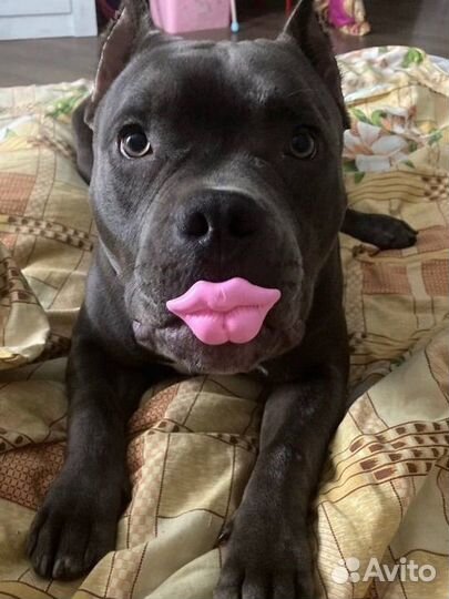 Амбулли Американский булли покет вязка