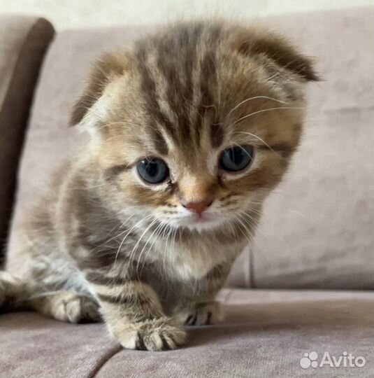 Шотландские вислоухие котята