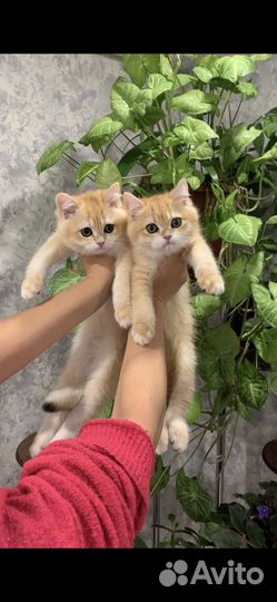 Британские котята золотая шиншилла