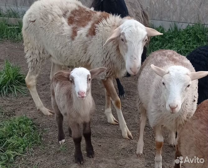 Катумские овцы