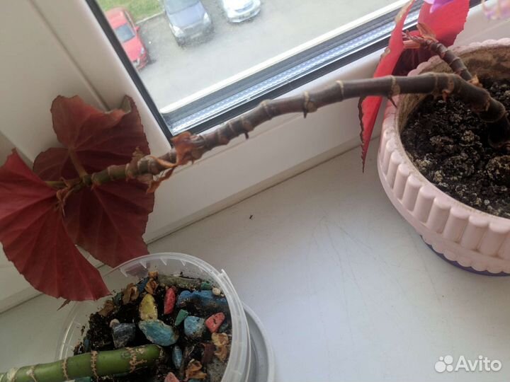 Комнатные цветы бесплатно