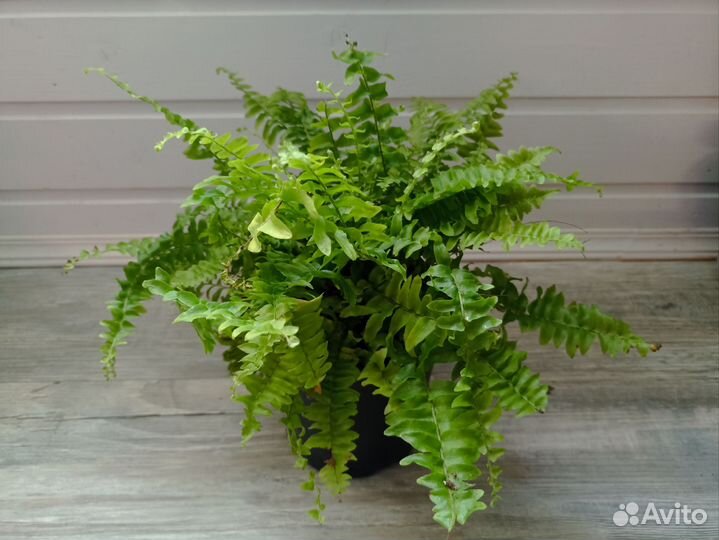 Папоротник нефролепис