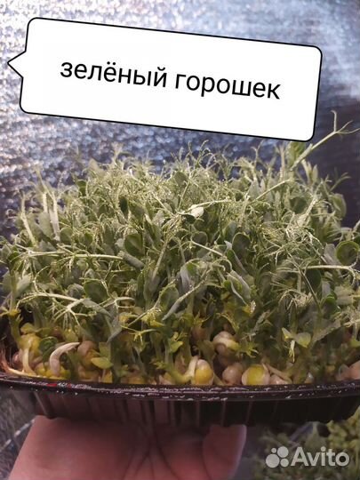 Микрозелень