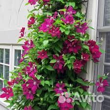 Клематис белый