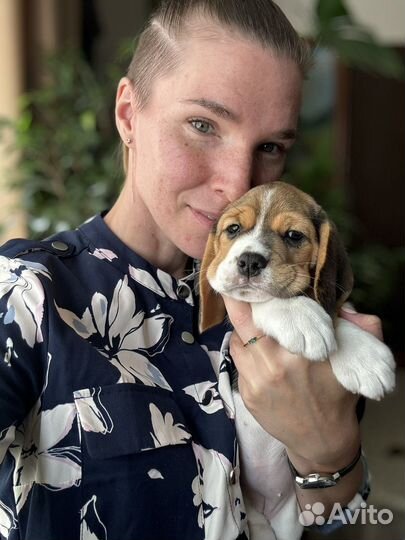 Бигль девочка